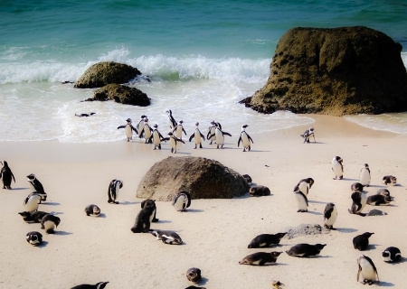 Sør-Afrika pingviner